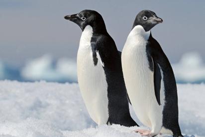 Zwei Pinguine in einer Schneelandschaft